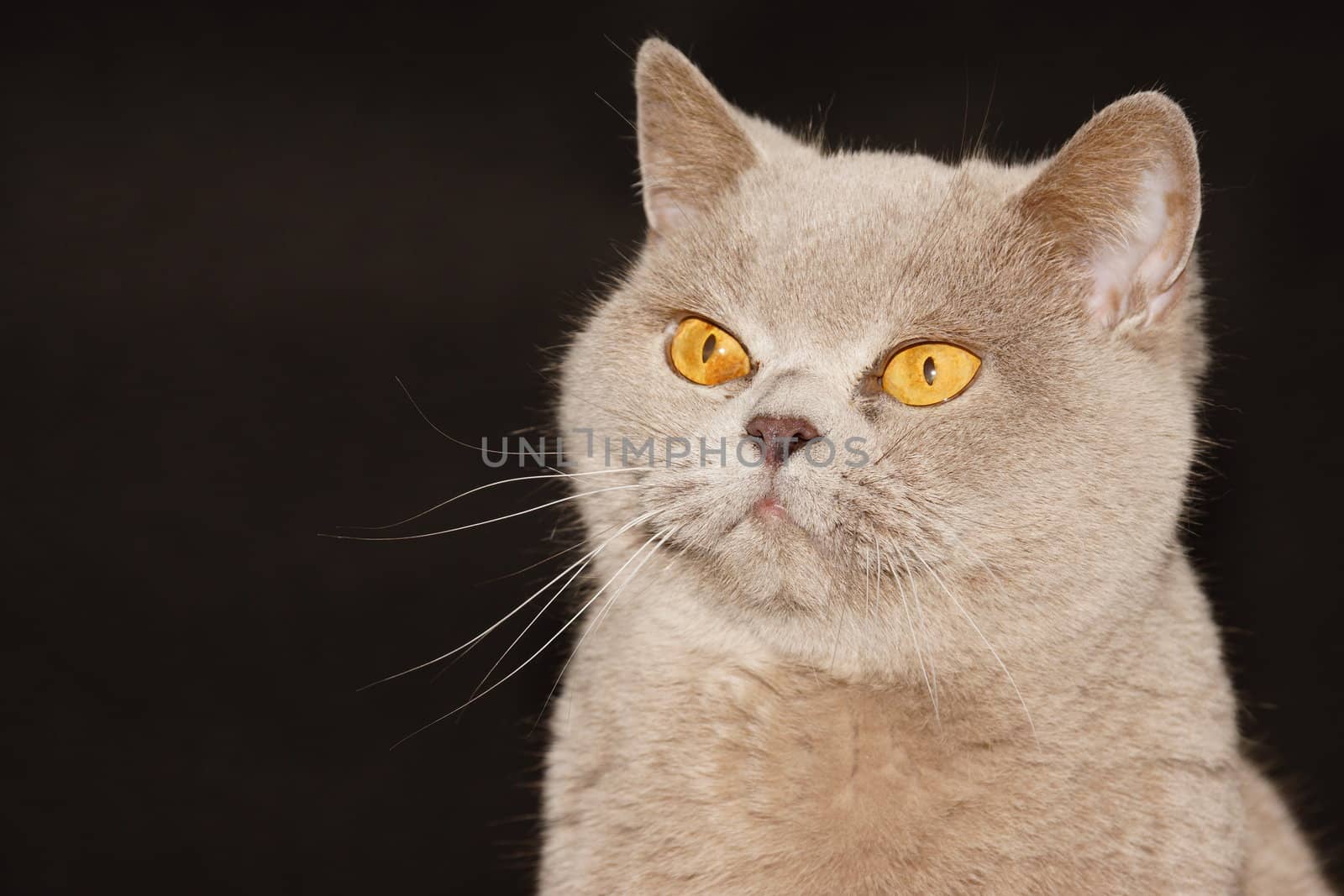 british cat on a black background