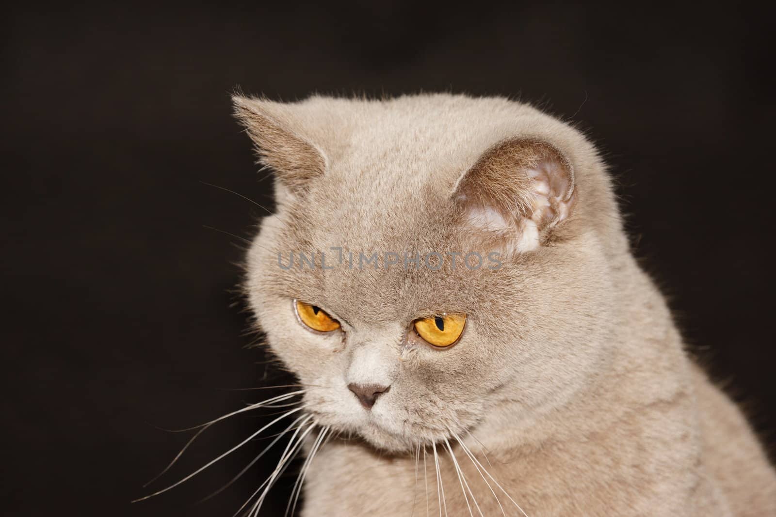 british cat on a black background