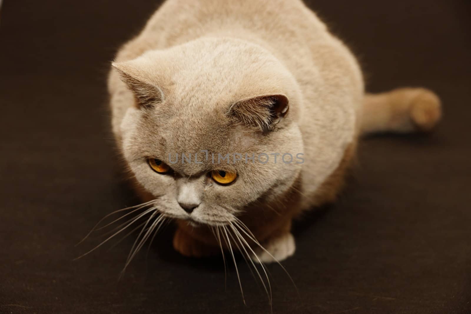 british cat on a black background