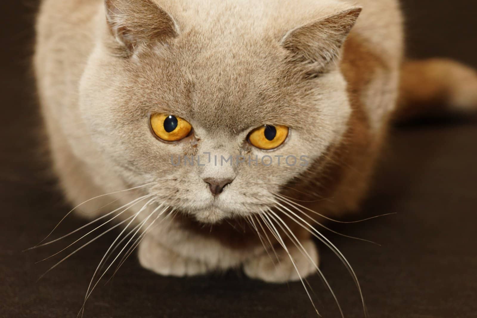 british cat on a black background