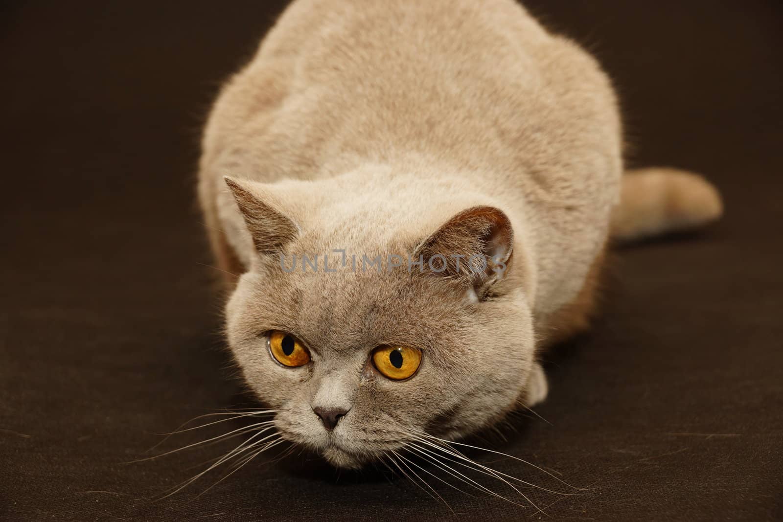 british cat on a black background