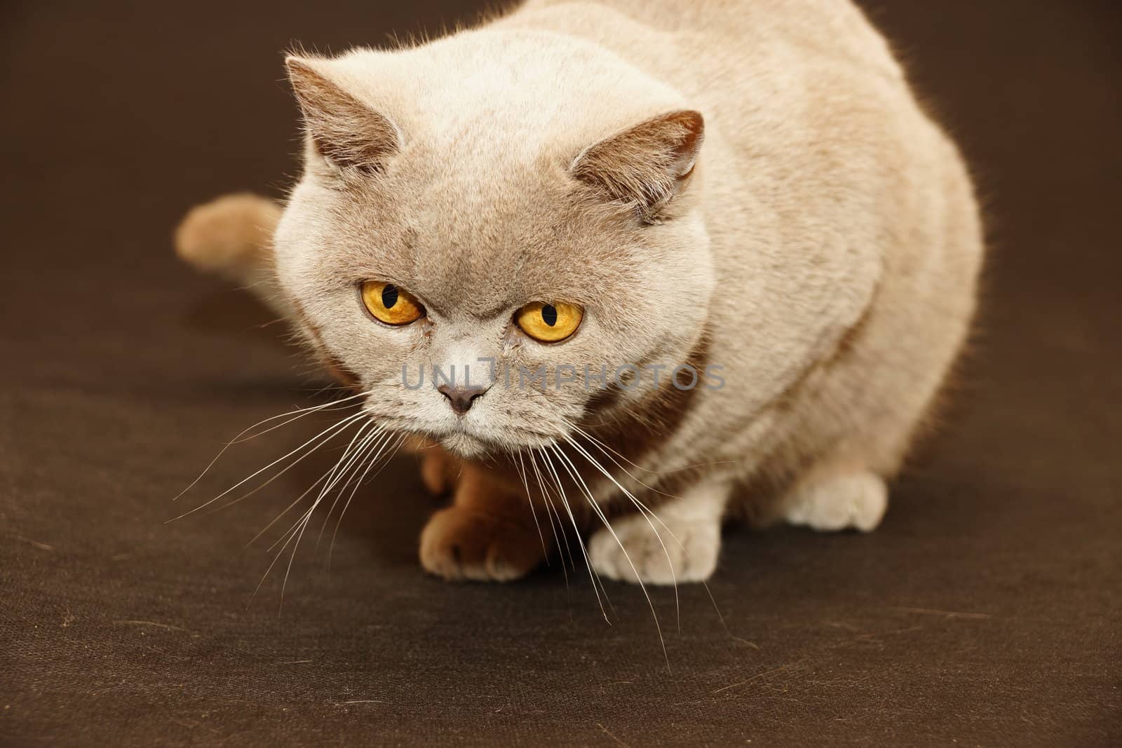 british cat on a black background