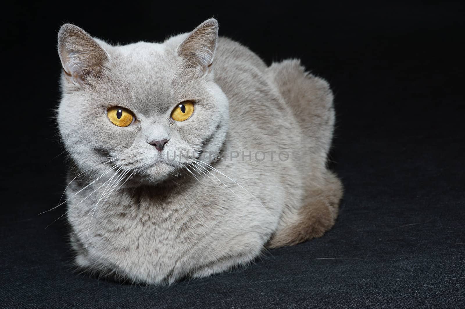 british cat on a black background