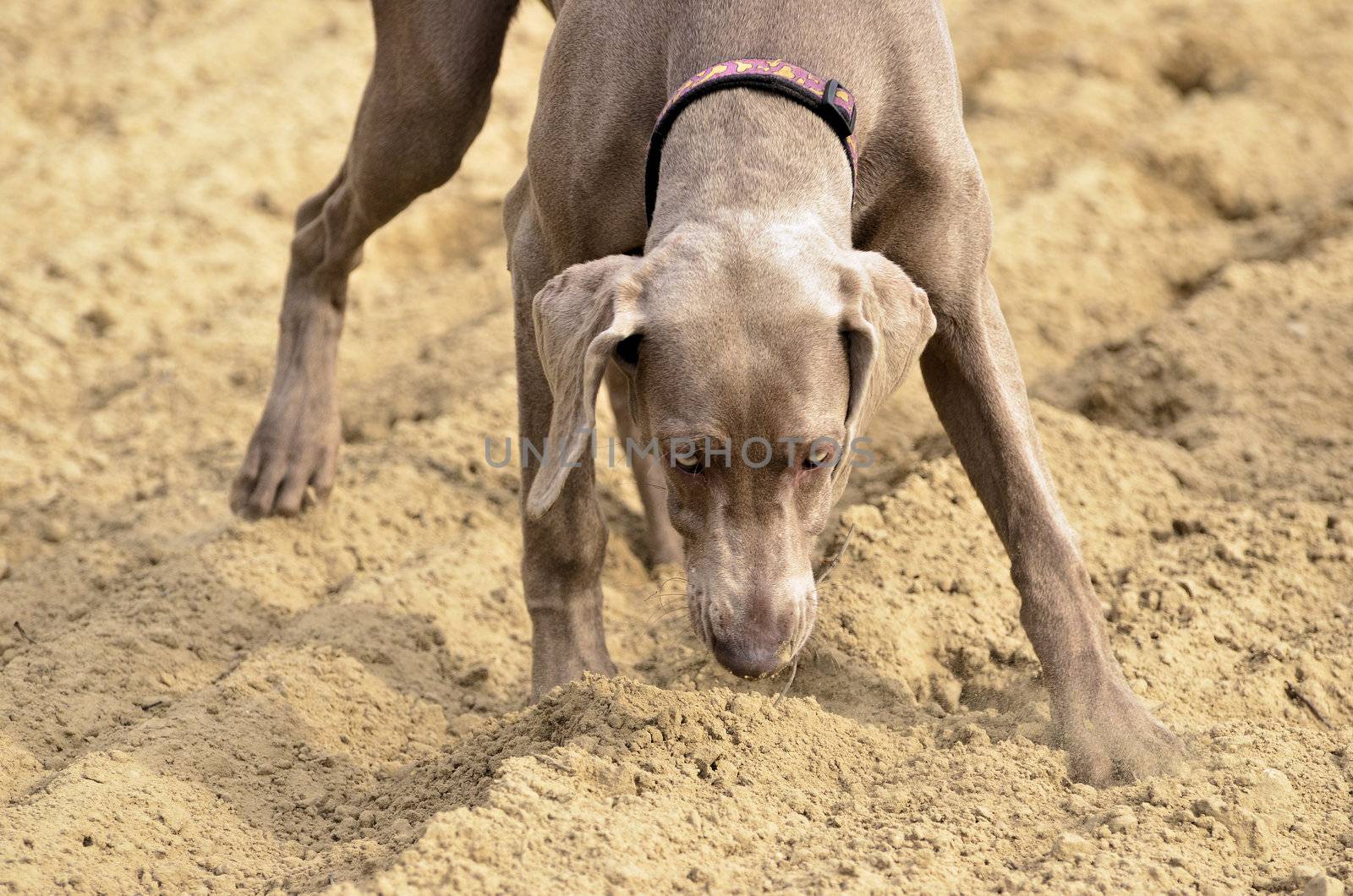 The photo shows Weimaraner in action and fun in the open air.