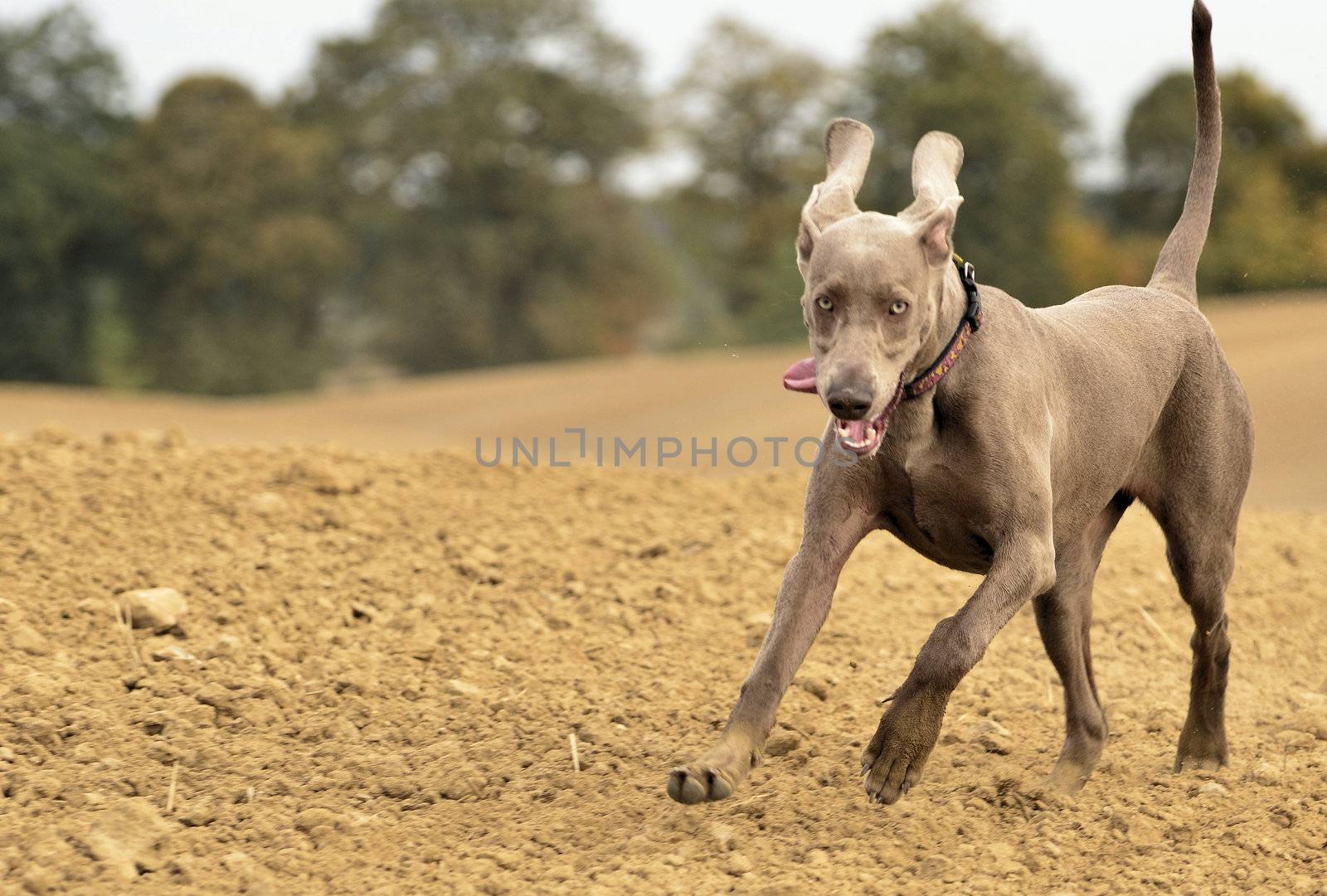 The photo shows Weimaraner in action and fun in the open air.