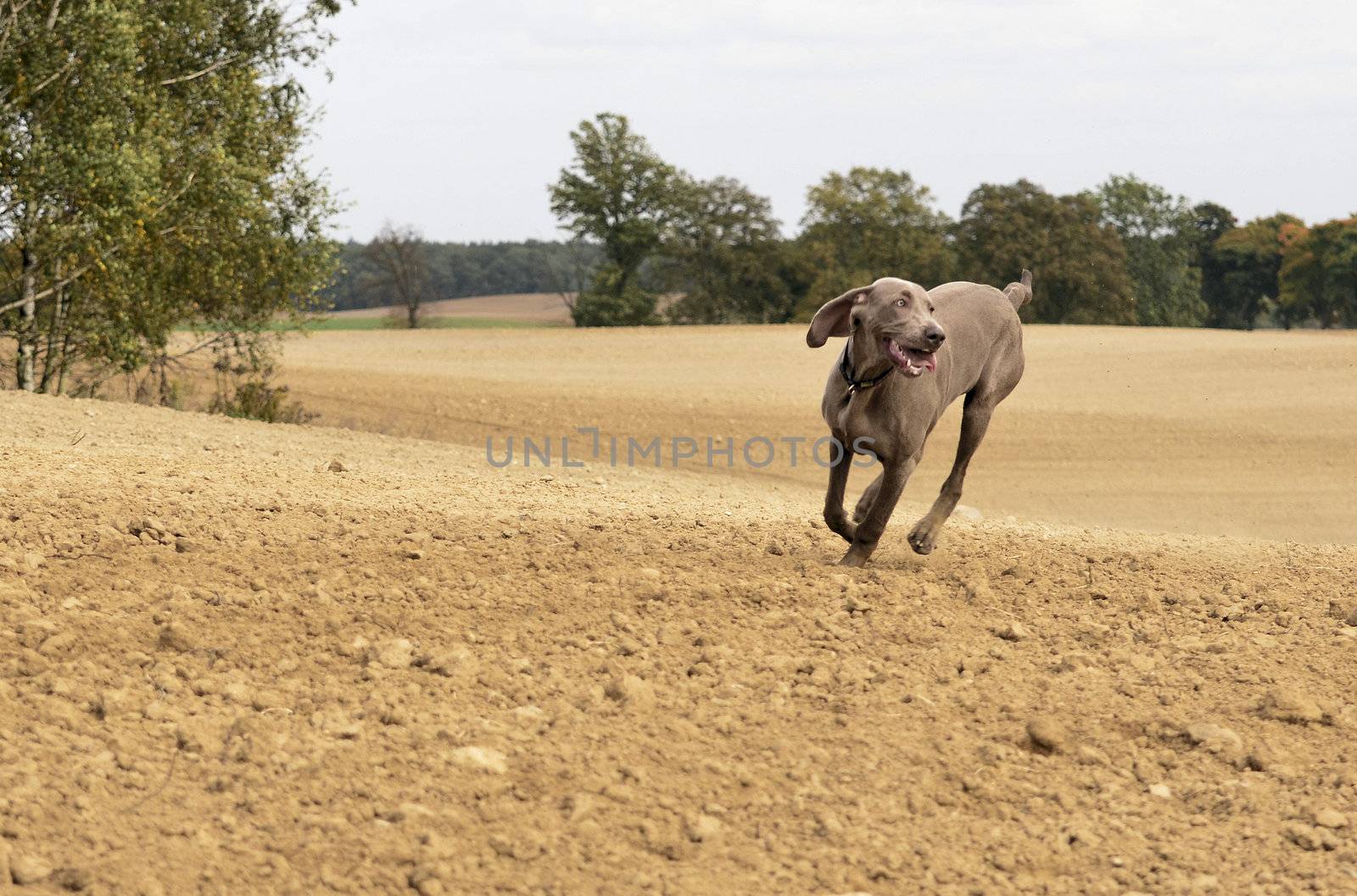 The photo shows Weimaraner in action and fun in the open air.