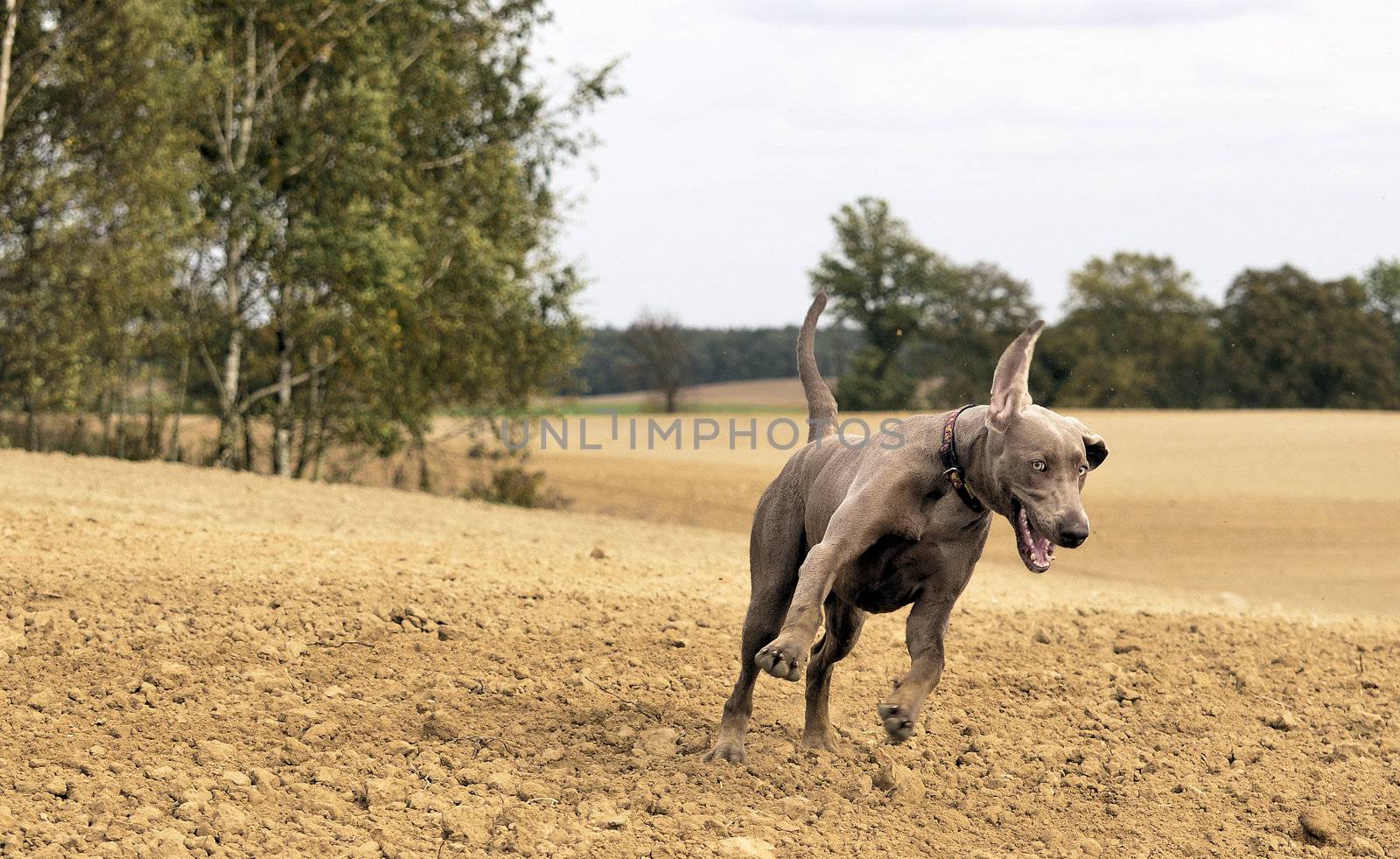The photo shows Weimaraner in action and fun in the open air.