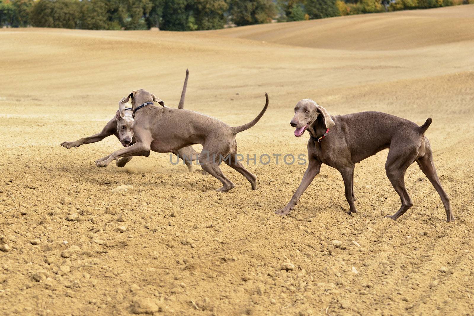 Photo presents Weimaraner in action and fun in the open air.