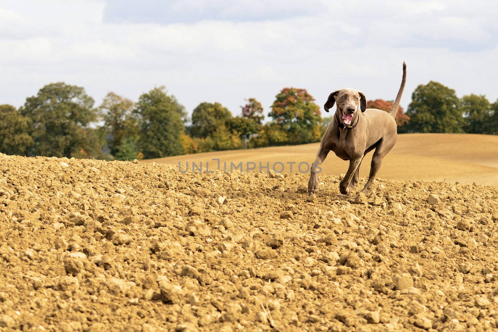 The photo shows Weimaraner in action and fun in the open air.