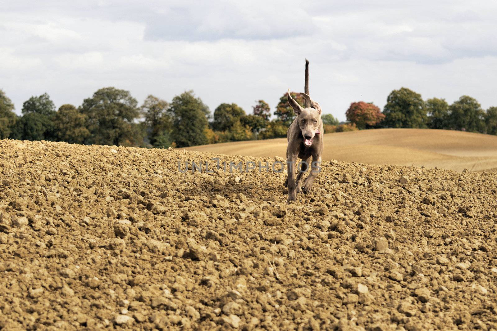 The photo shows Weimaraner in action and fun in the open air.