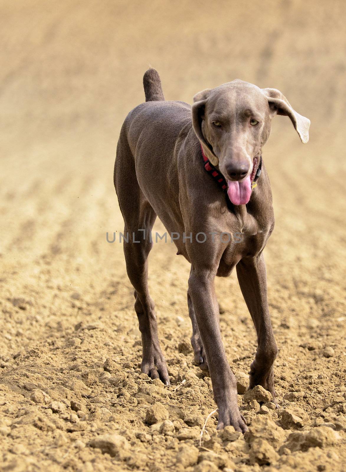 The photo shows Weimaraner in action and fun in the open air.