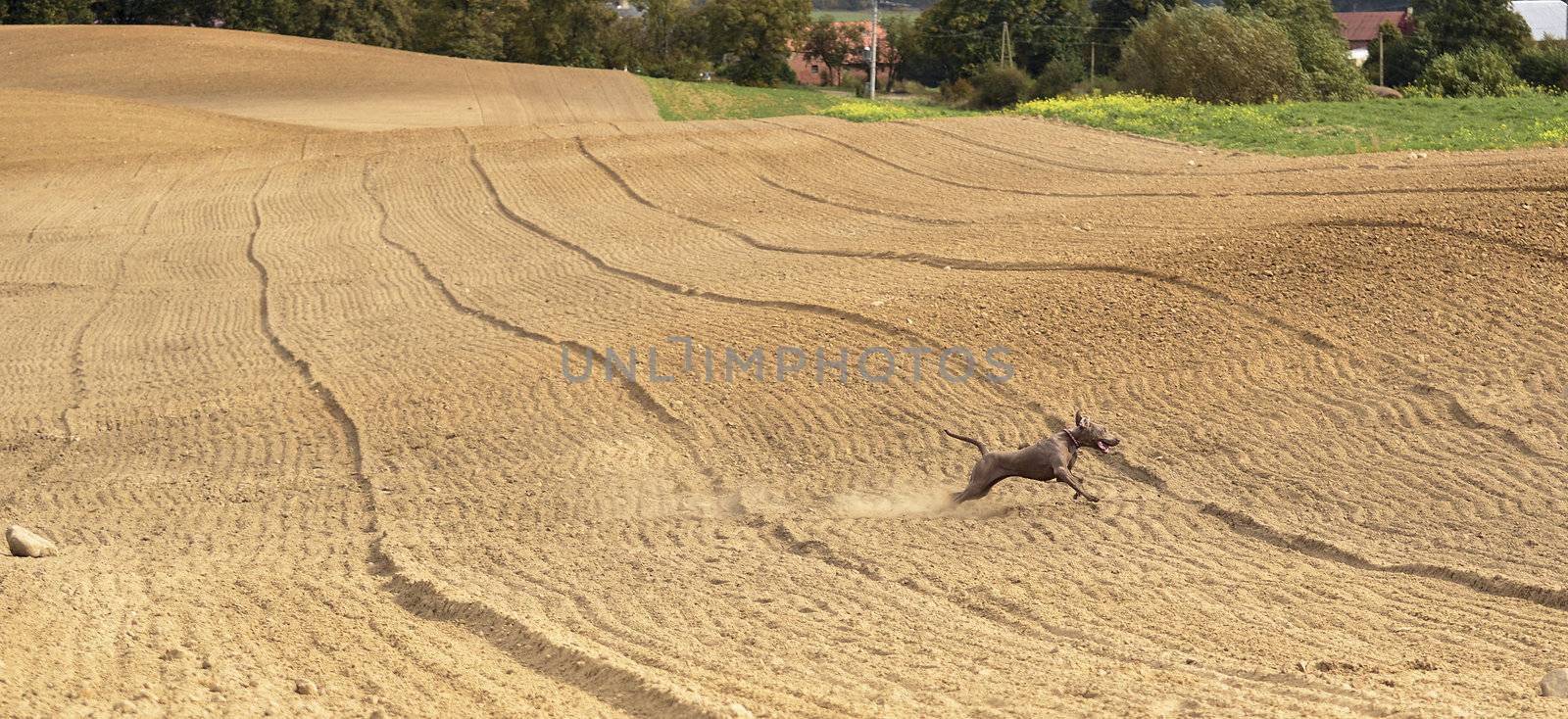 The photo shows Weimaraner in action and fun in the open air.