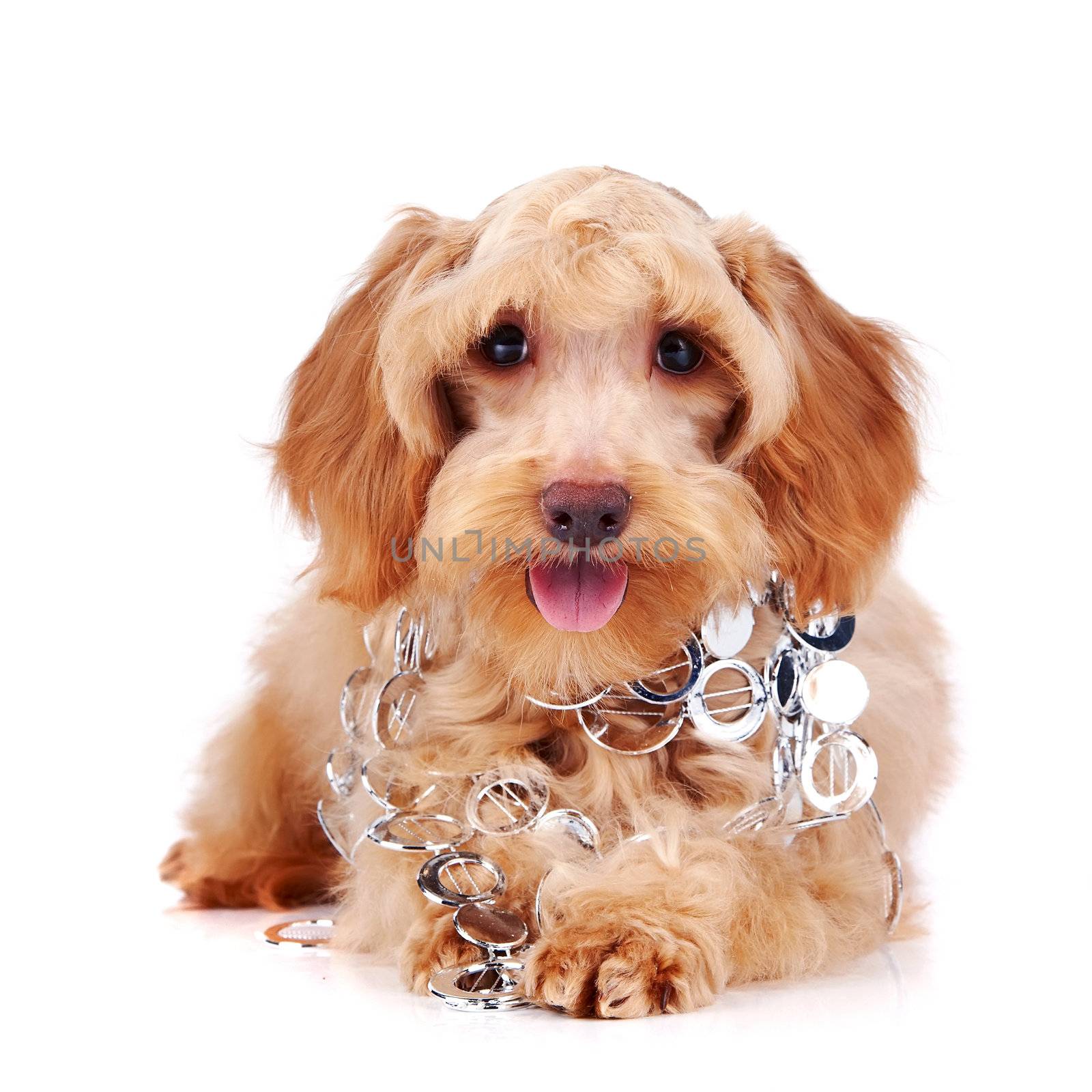 Decorative dog with silvery ornament by Azaliya