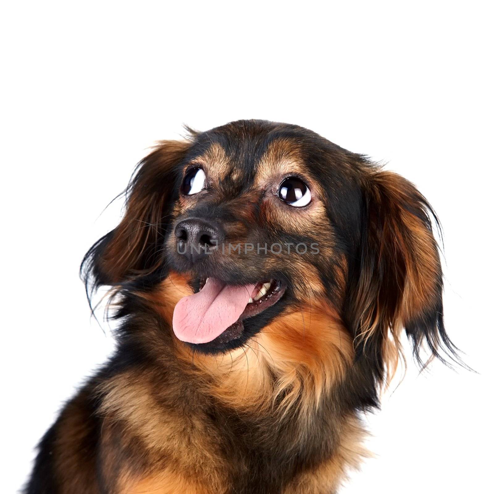 Portrait of a decorative dog by Azaliya
