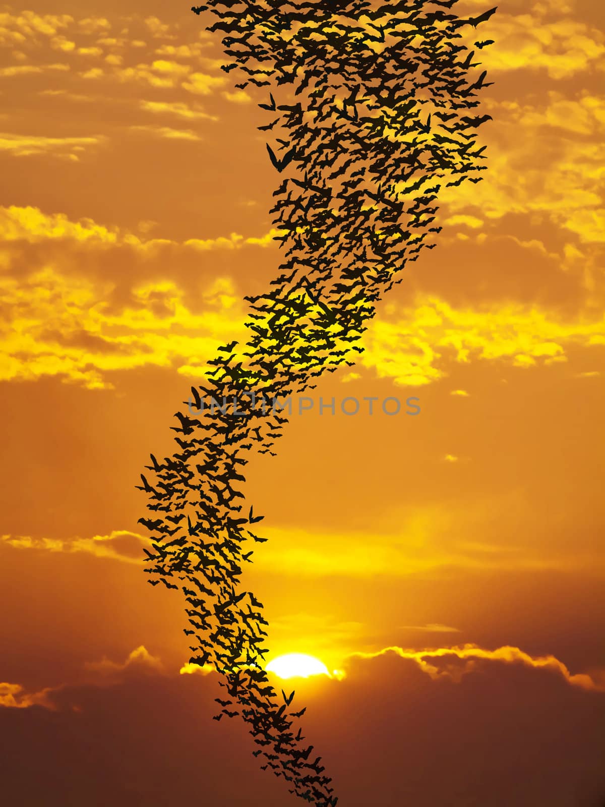 Bats flying againt sun and golden sky may use for horrible theme or halloween theme