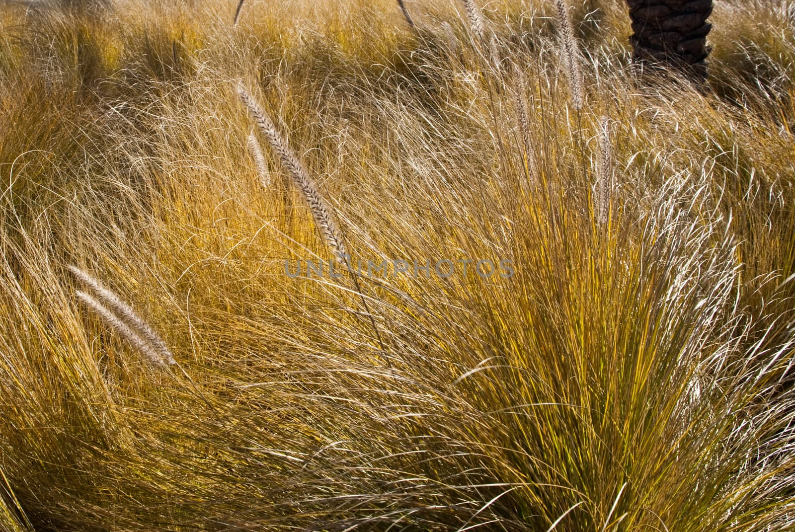 Grasses wave in afternoon sun