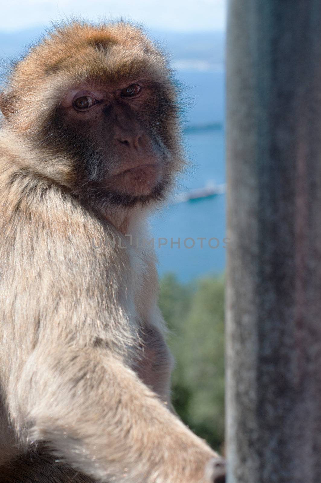 Ape in Gibraltar watching on you