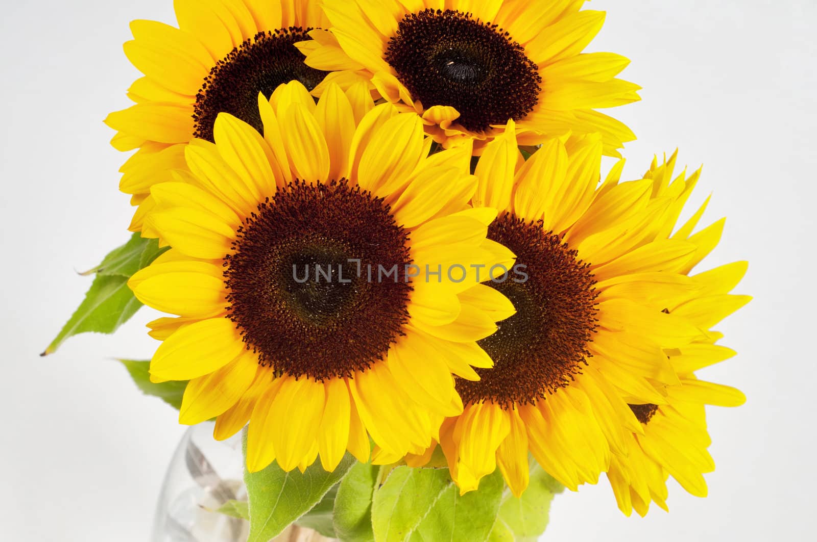Shot of sunflowers in studio on light background