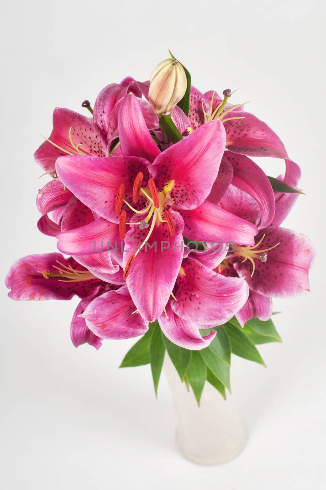 Studio shoot of purple lilium in vase