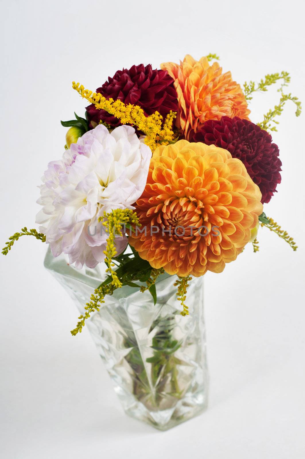 Bouquet of dahlias in vase, studio shooting