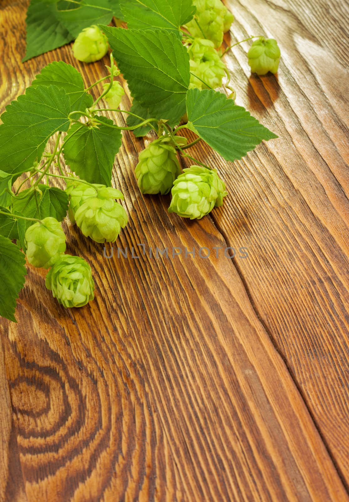 Hop plant on a wooden table by igor_stramyk