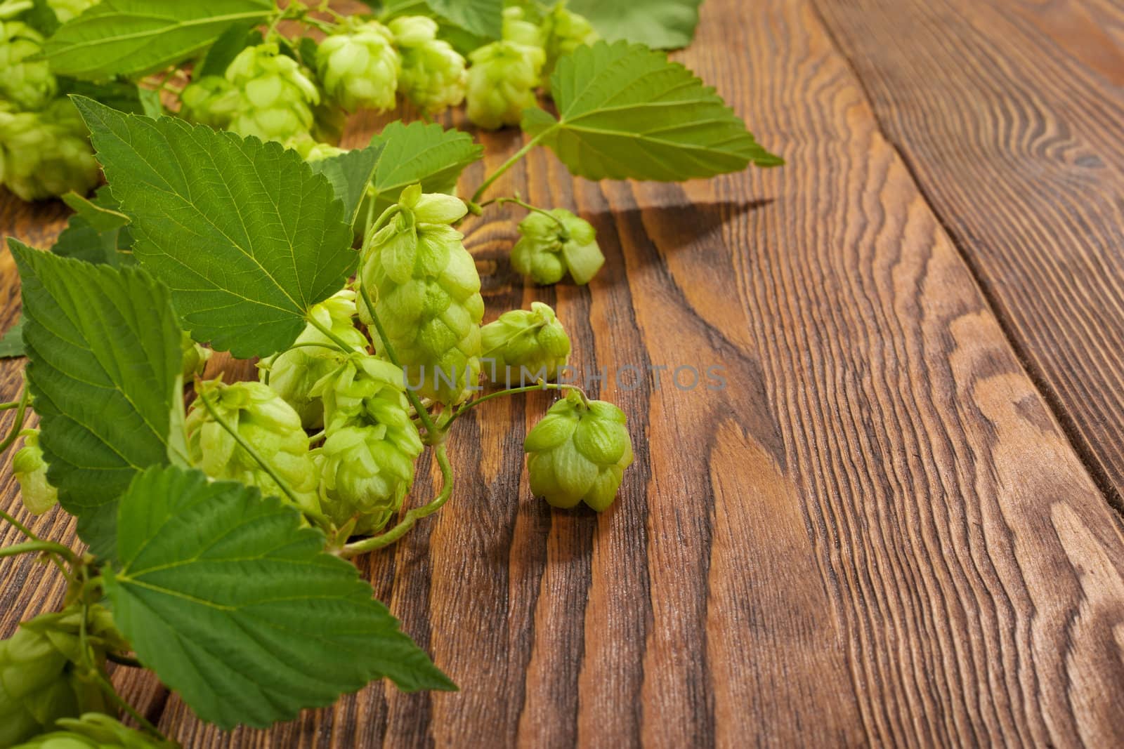 Image of a hop plant on a wooden table. Close up