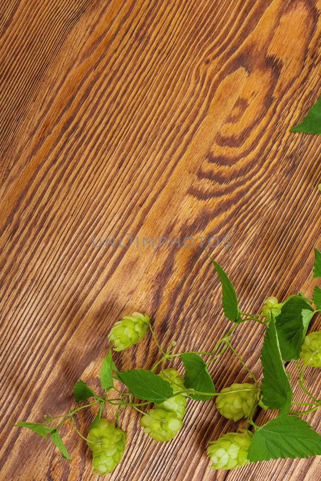 Image of a hop plant on a wooden table. Close up