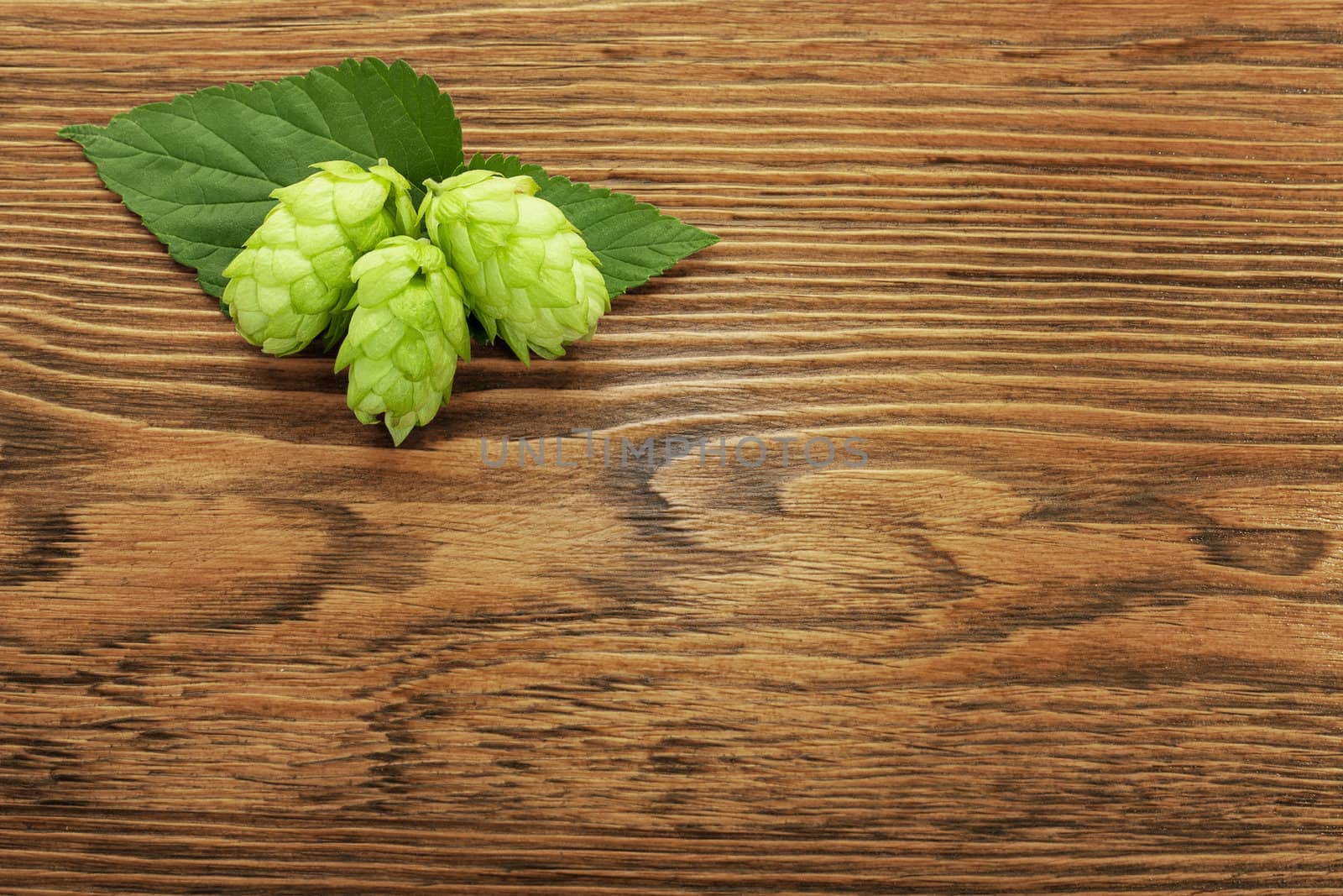 Image of a hop plant on a wooden table. Close up. File contains clipping path