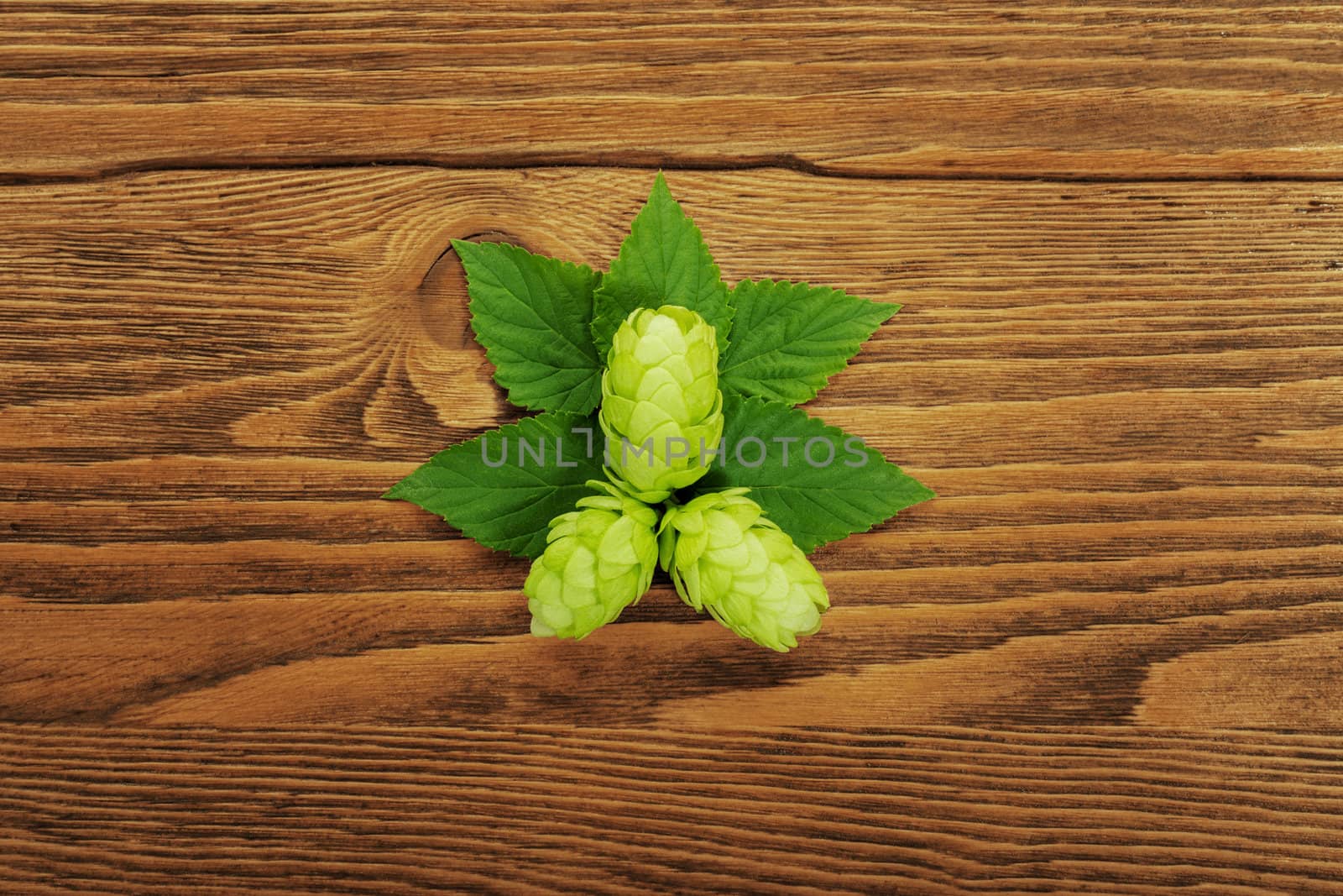 Hop plant on a wooden table by igor_stramyk