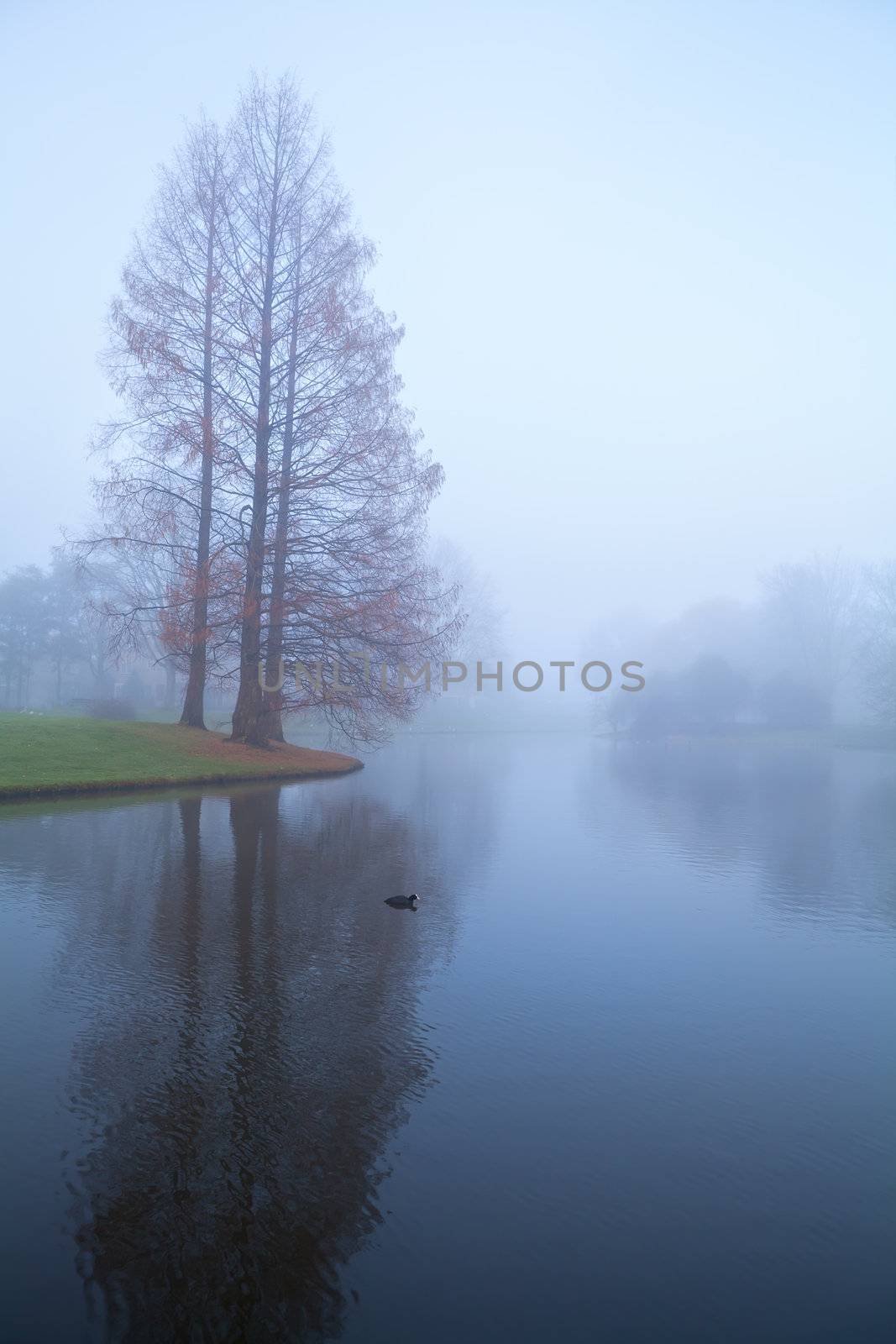 trees by lake in dense morning fog