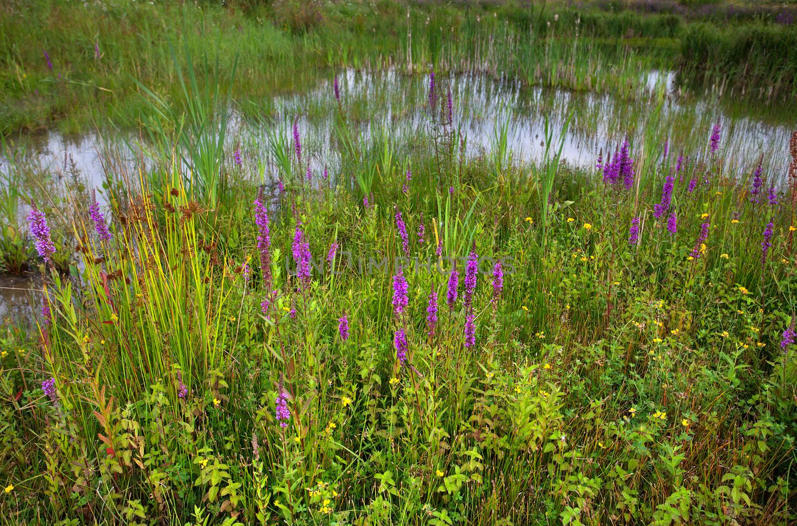 purple wildflowers on swamp in summer