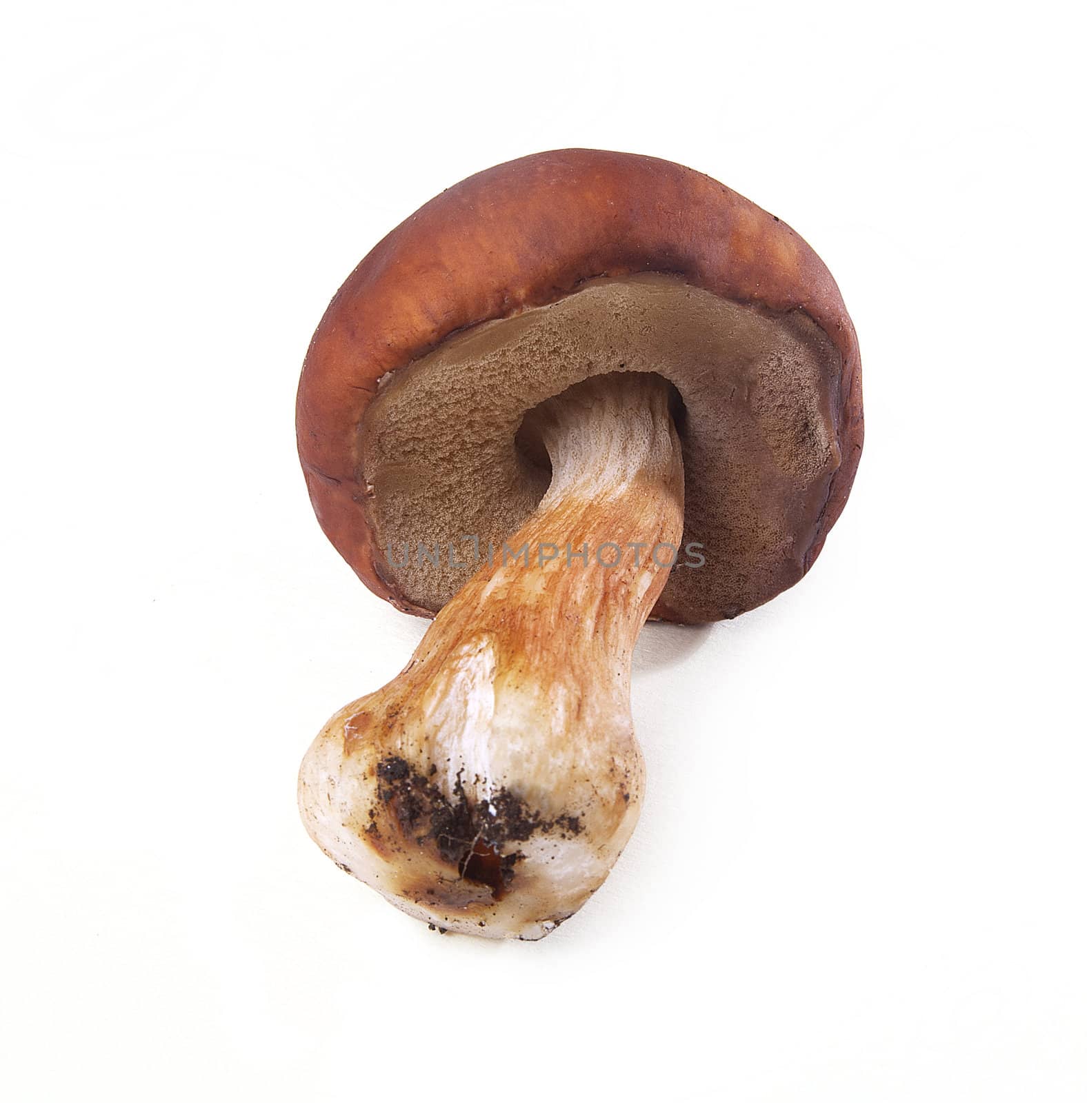 Mushroom by Angorius