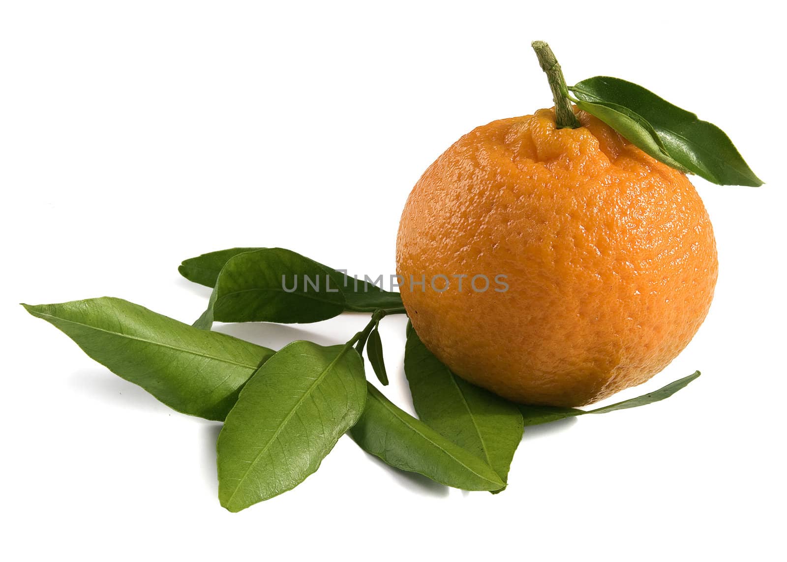 One orange tangerine on the green fresh tangerine's leafs