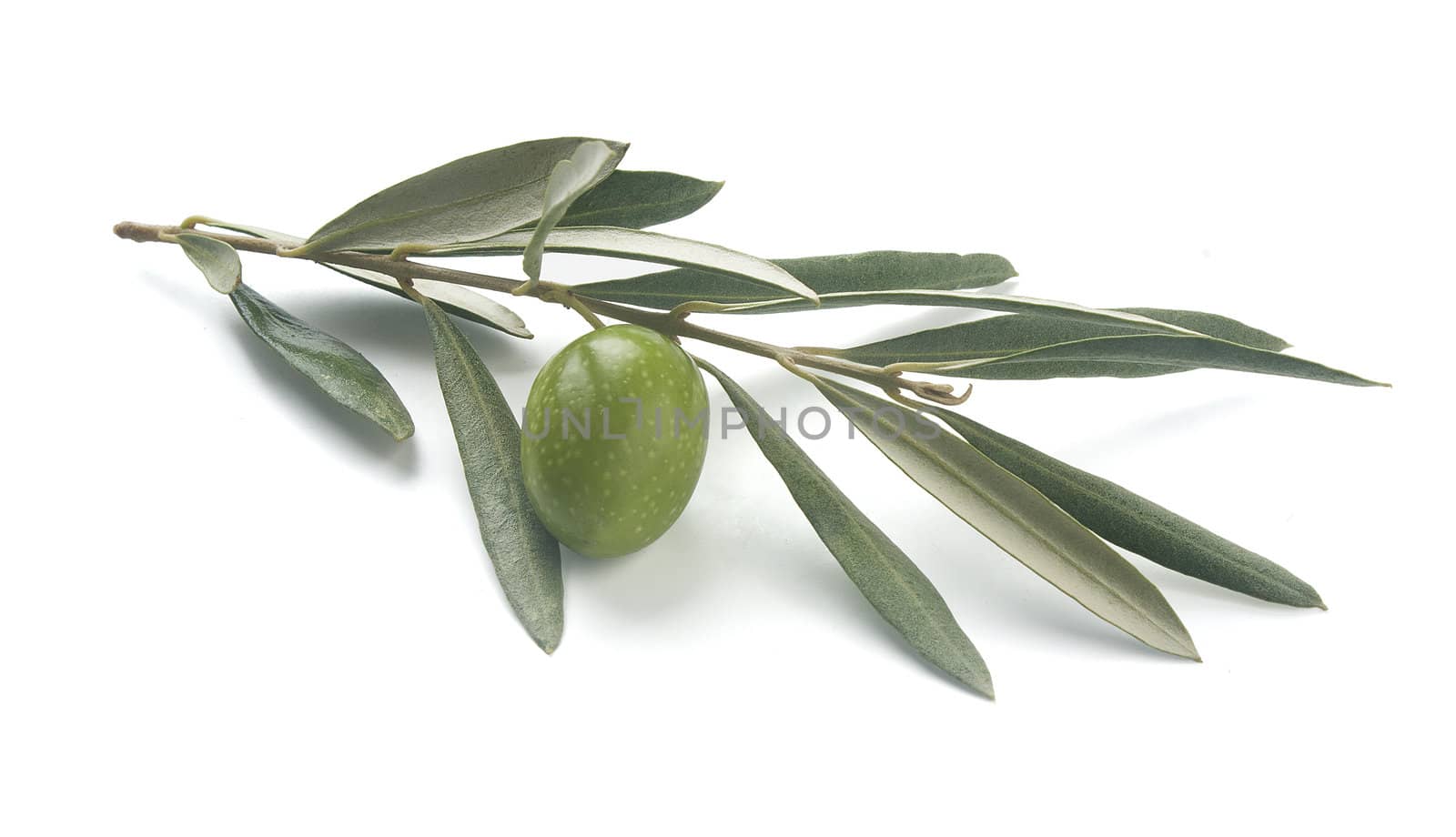 Isolated branch of olives with leaves and fruit on the white background