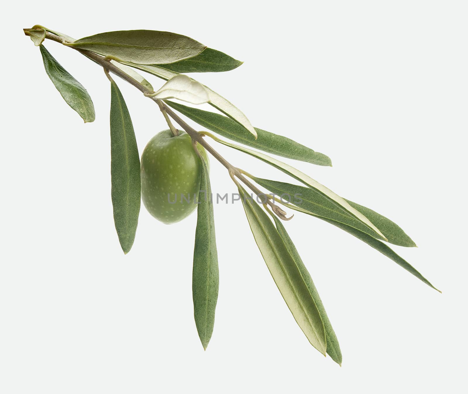 Branch with olive by Angorius