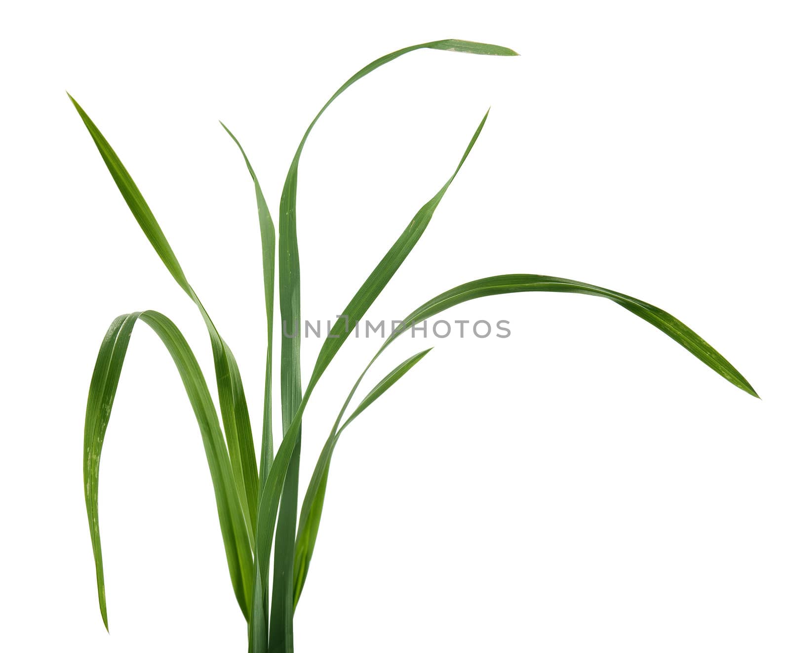 Some isolated fresh green blades of grass