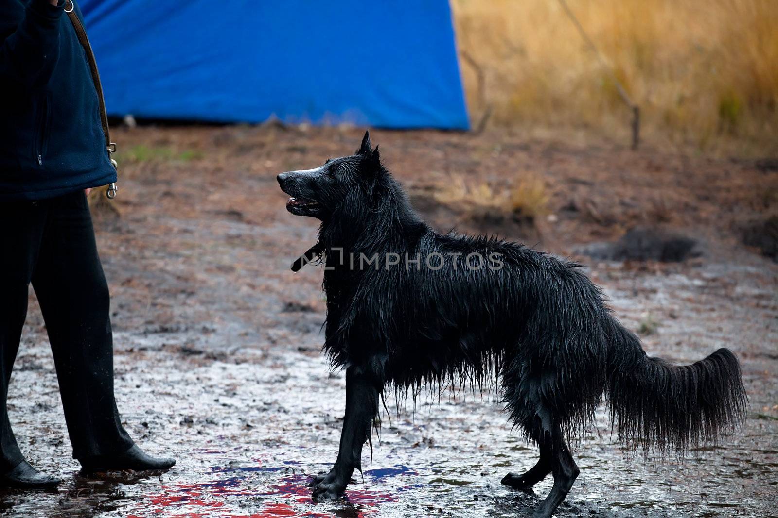 black Belgian Shepherd (Sheepdog) with owner outdoors