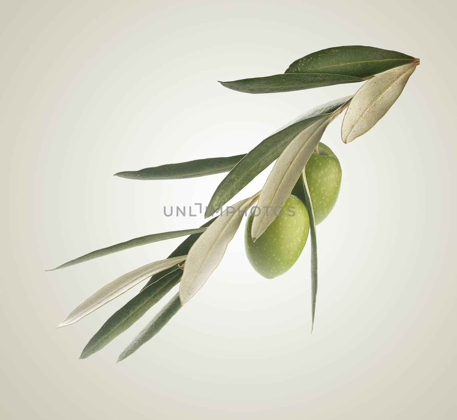 Green branch with leaves and two olives