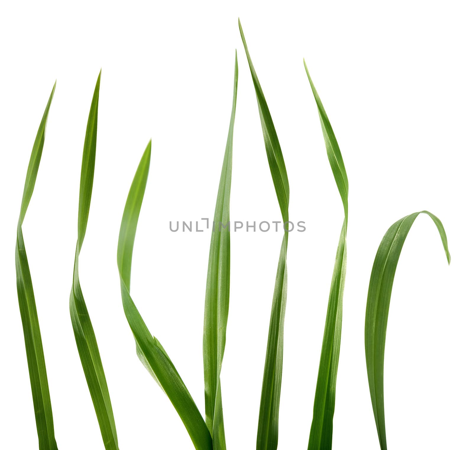 Some isolated green blades of the grass