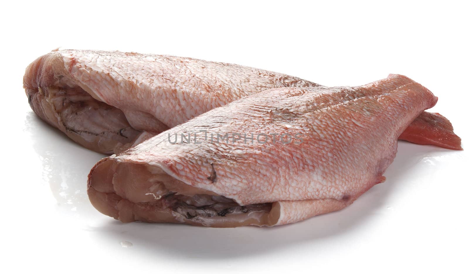 Two raw trunks of rosefish on the white background