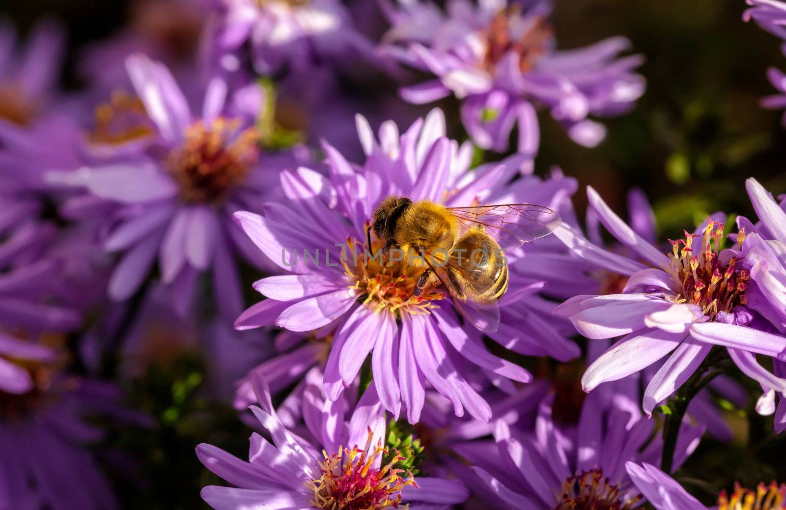 This image shows a macro from a working bee