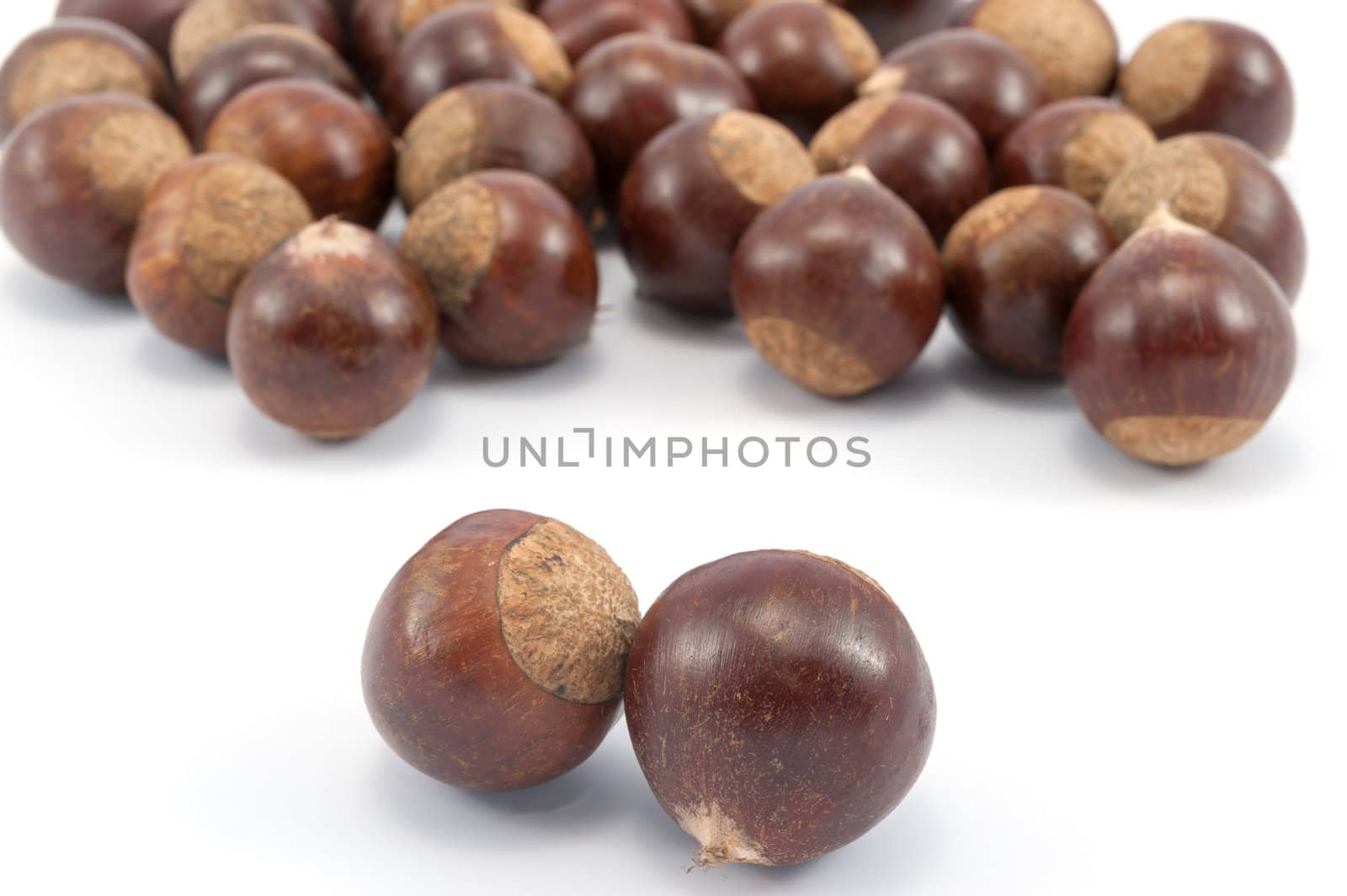 Group of chestnut on white background