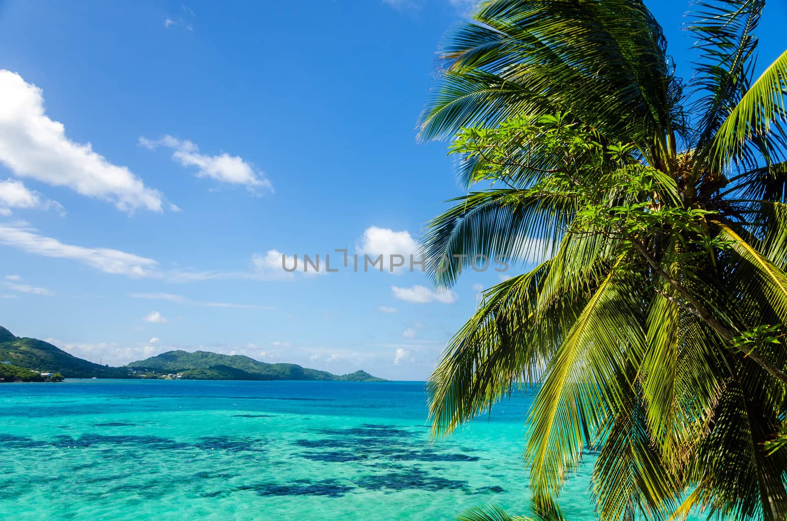 View of palm tree with Caribbean sea in the background in San Andres y Providencia, Colombia