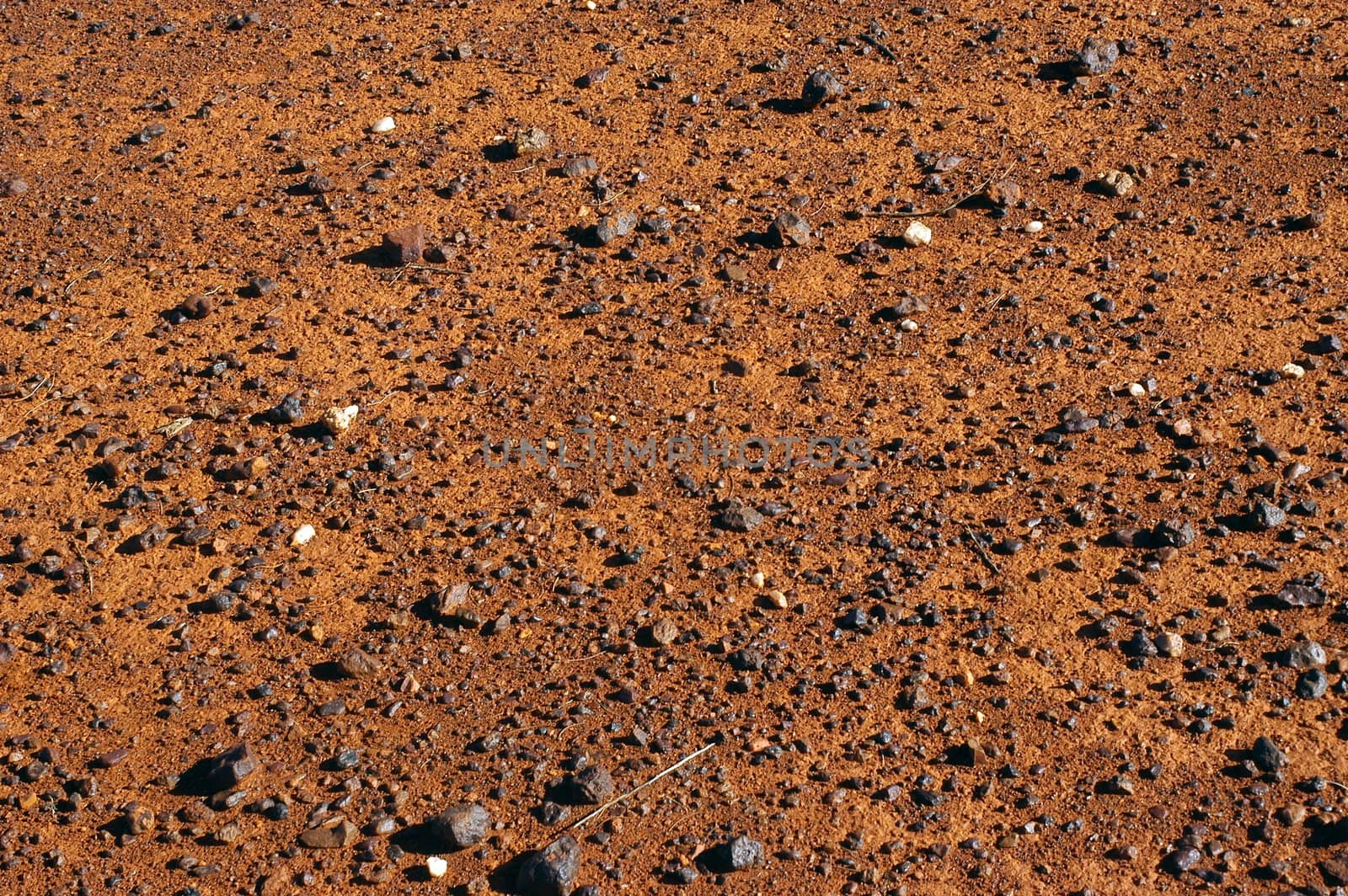 ground of the Australian bush is in hiding