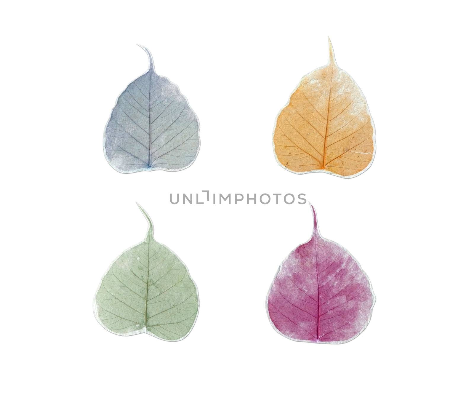 Tree leaves mulberry paper on white background.