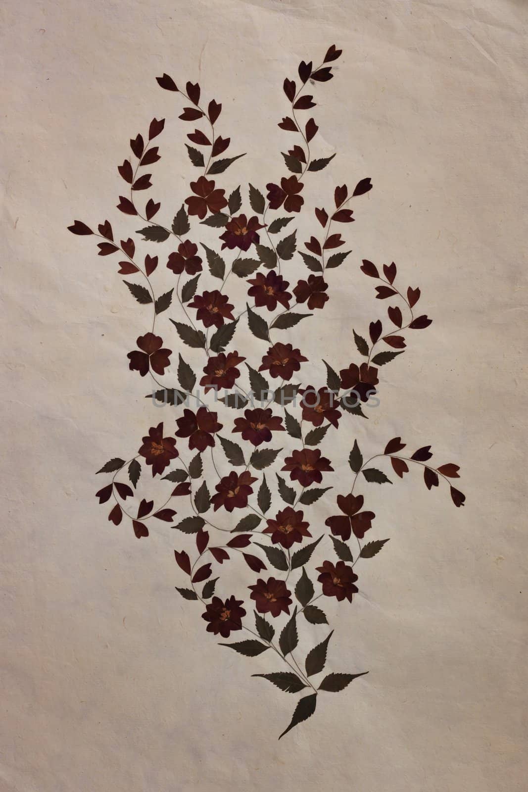 Old Mulberry paper with dry flower art background.