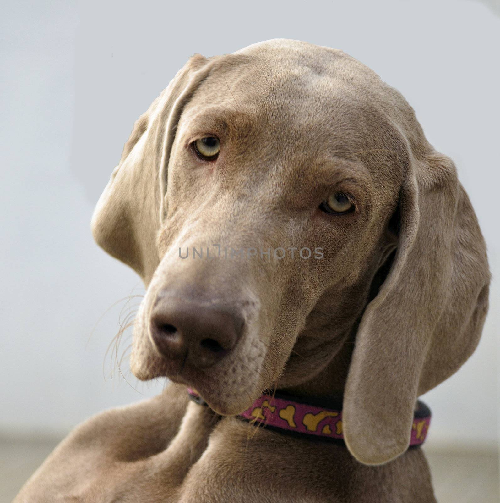 The photo shows Weimaraner portrait on blurred background.