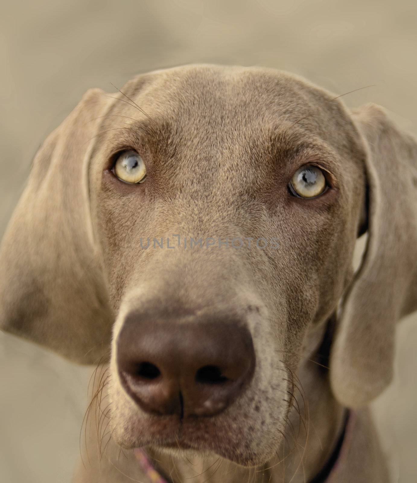 The photo shows Weimaraner portrait on blurred background.