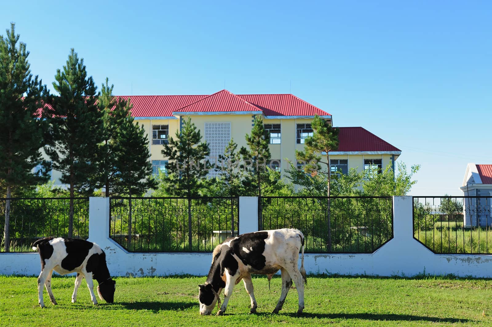 Two cows grazing on the lawn near the yard