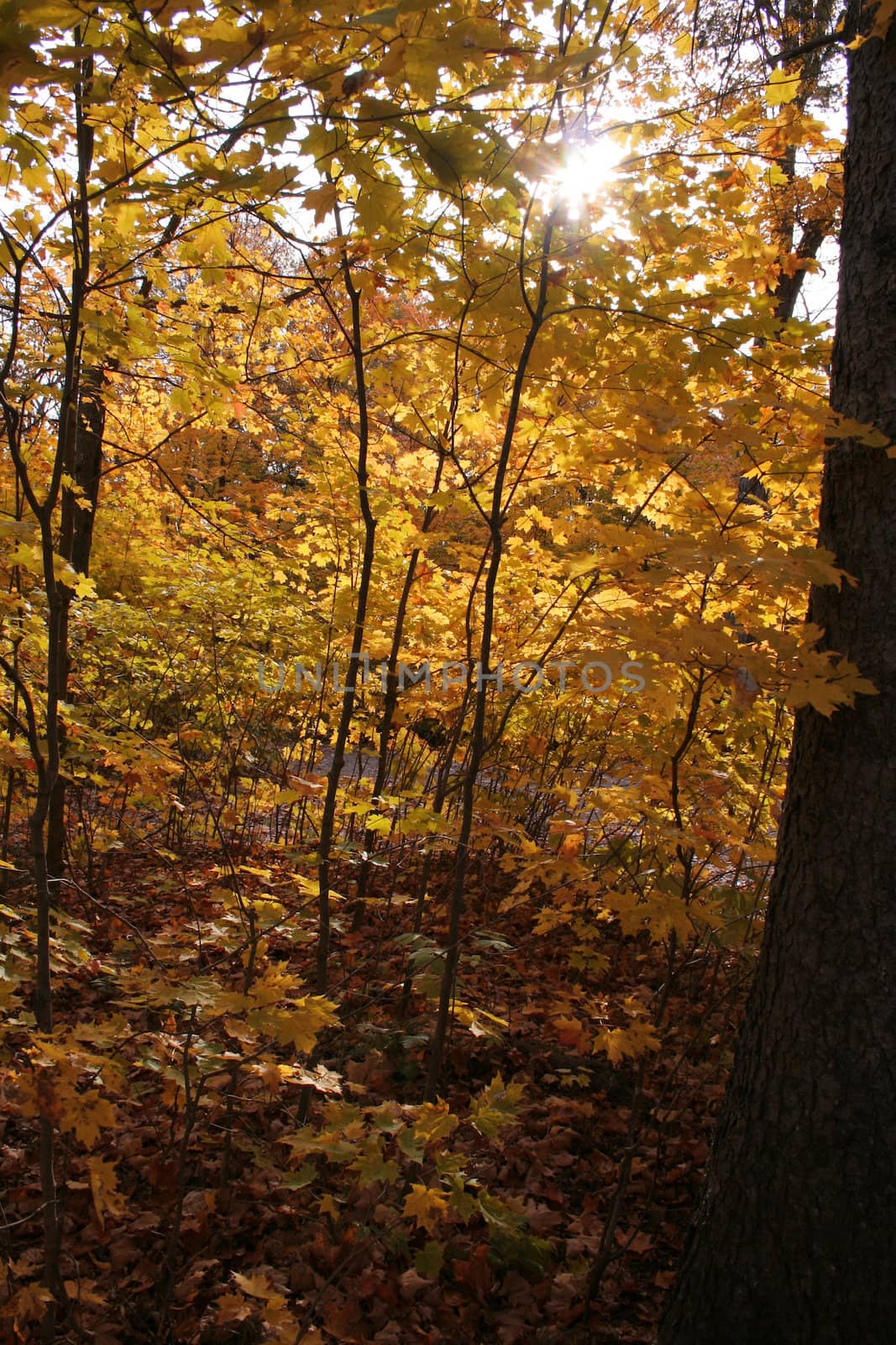 Autumn Maple trees with the sun shining through there leaves.